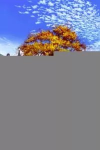 Танец мечей: Цветочный круг